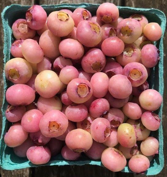 Orchard's Whisper: Nature's Sweet Symphony